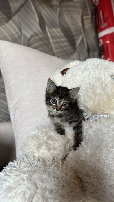 Отдам котят, мальчик и девочка !