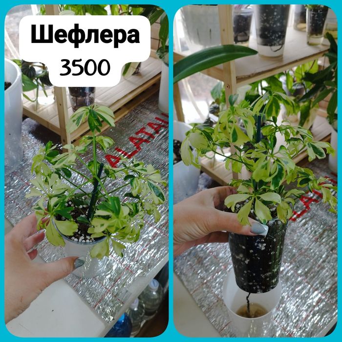 Продаю излишки комнатных растений