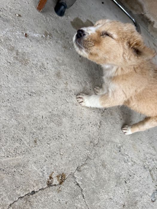 Күшік тегін еркек