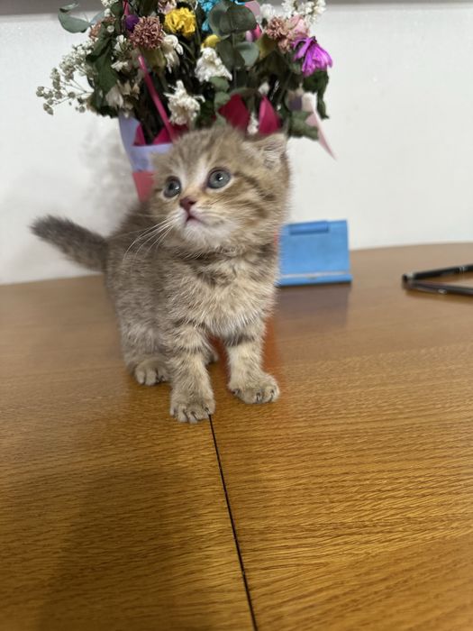 Продам котёнка шотландец