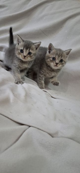 Замечательные котята шотландские