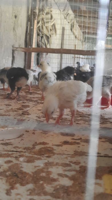 Жужалар сотилади хонаки товук жужалари