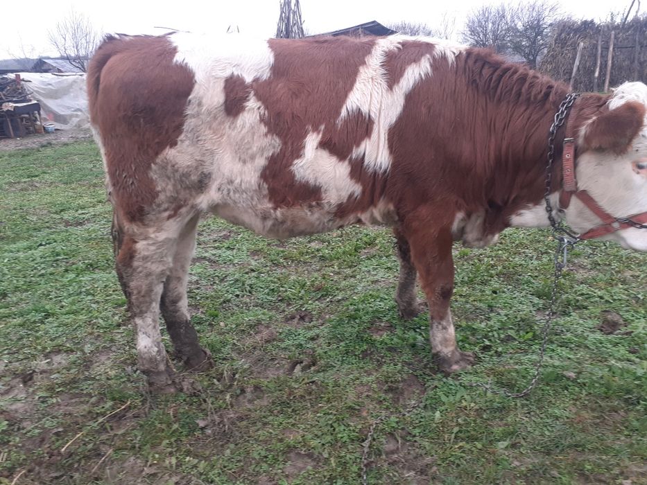 Vițea bălțată Românească,de vânzare