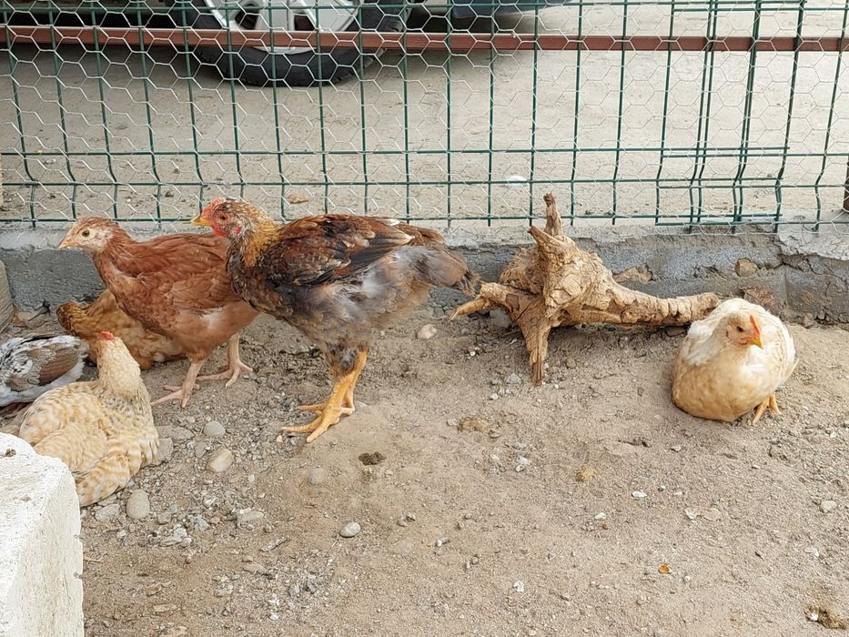 Vând pui de țară