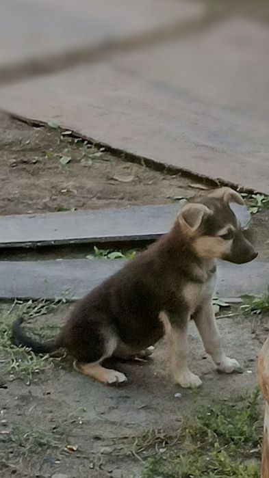 Отдам щенка в добрые руки. Девочка