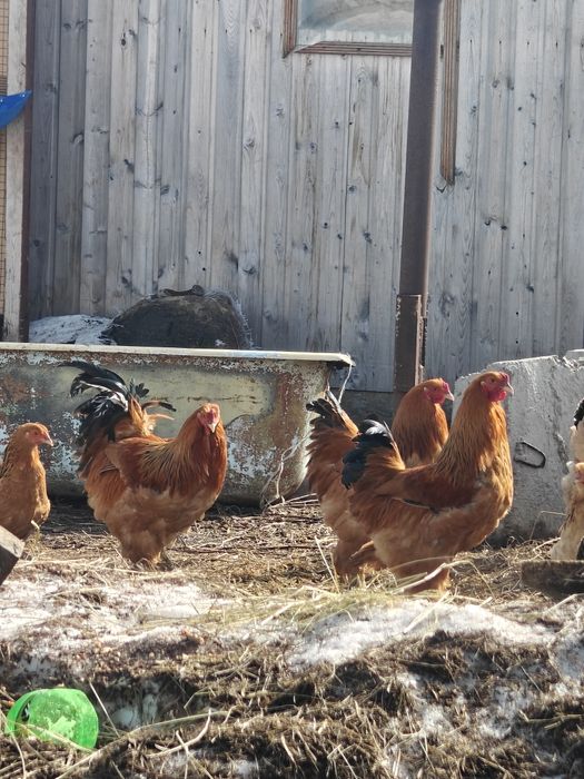 Продам петухов брама