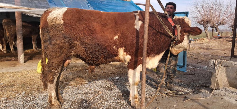 Шу суратдаги бука