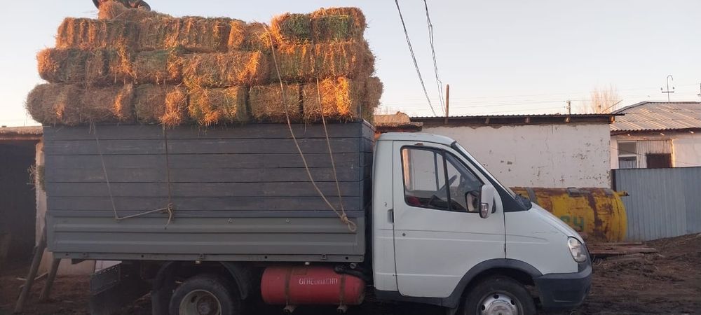 Камыс сабан жеткізу