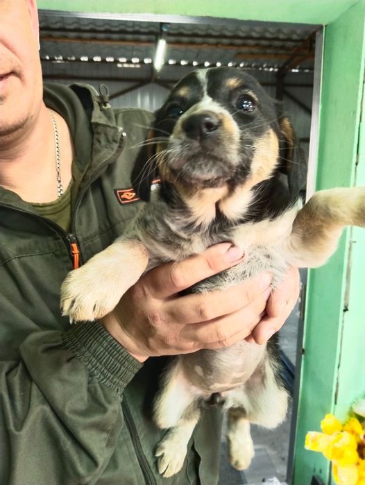 Отдам щенка девочка в добрые руки