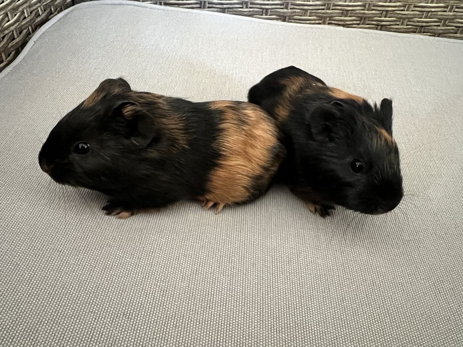 Porcusori de Guineea
