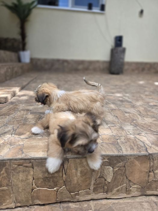 Căței Shih Tzu  de vânzare