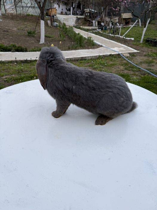 Vand iepuroaica berbec german