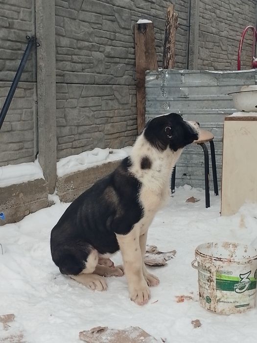 3 айлық еркек алабай күшік сатам