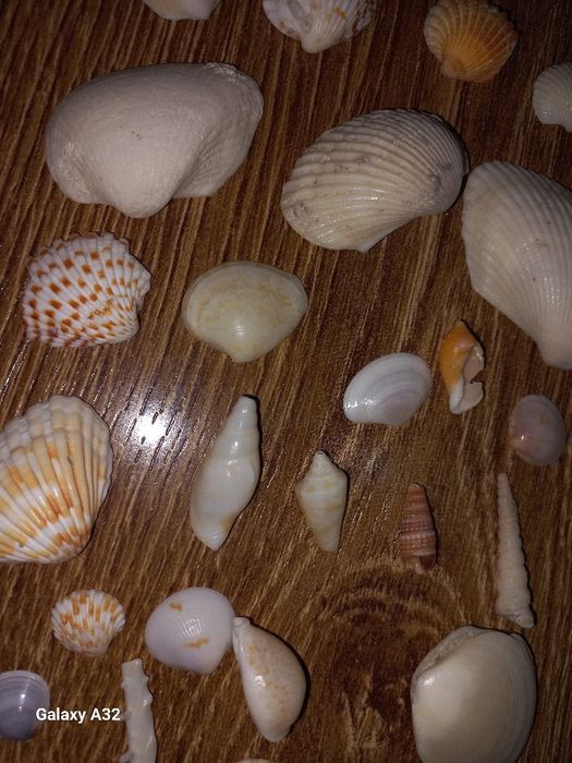 Ракушки для подарков,украшений и т.д