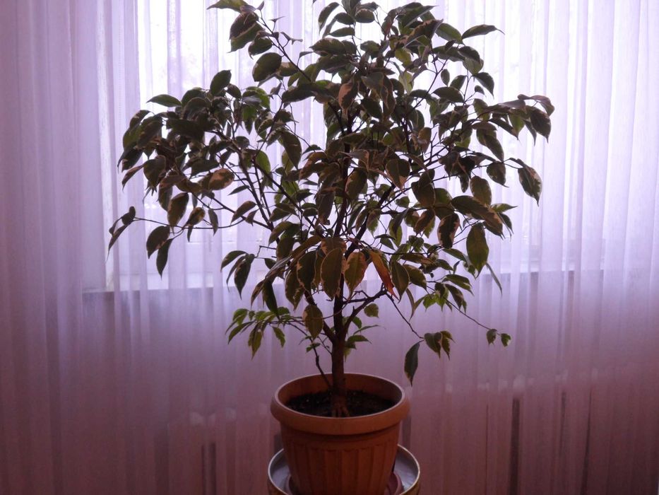 Фикус Бенджамина   алое   Неомарика