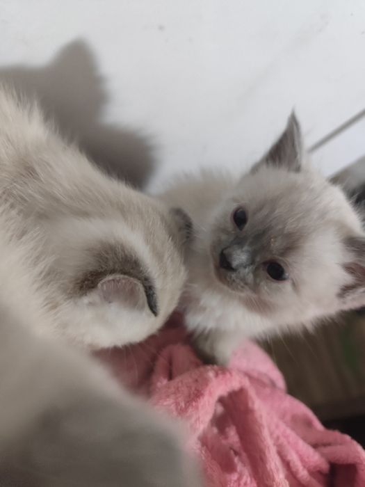 Котята невской маскарадной