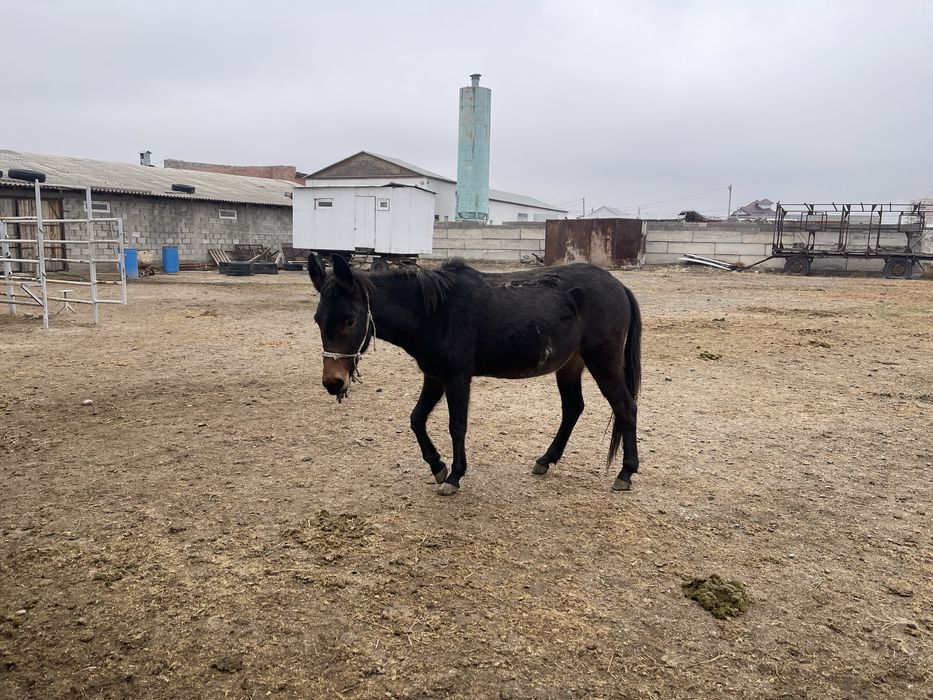 Обмен на баранов