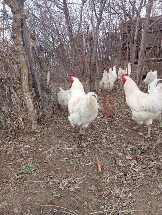 Яйцо Джерсийский гигант