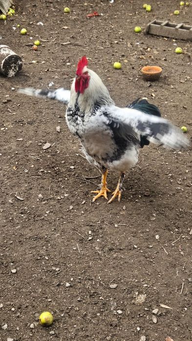 Vând cocoș din 2026