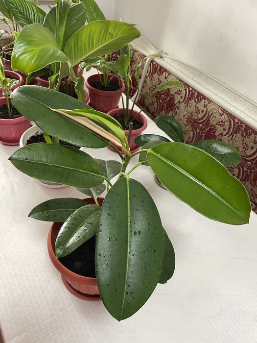 Фикус разного размера