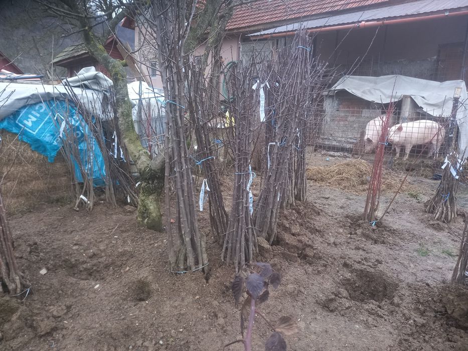 Pomi fructiferi altoiți