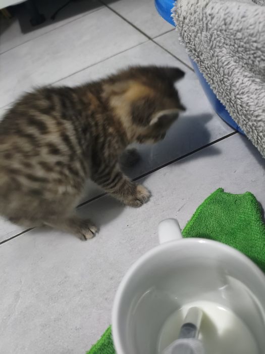 Отдам очаровательных котятокк