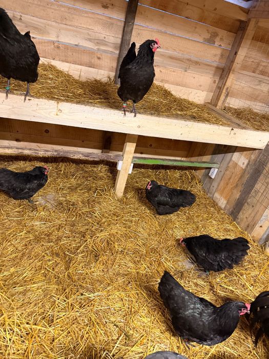 Gaini Australorp Negru cu inel