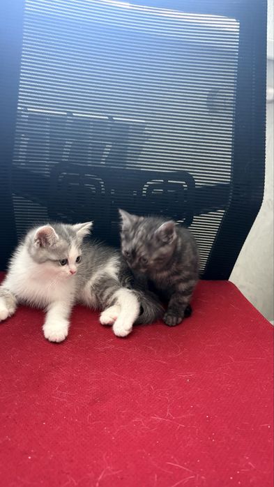 Котята домашние 2 месяц