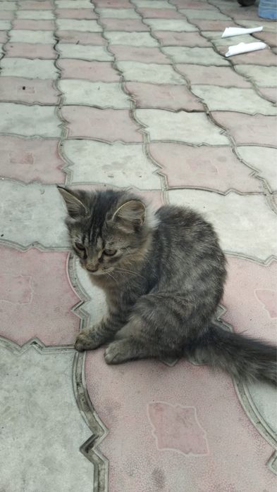 Котята бесплатно
