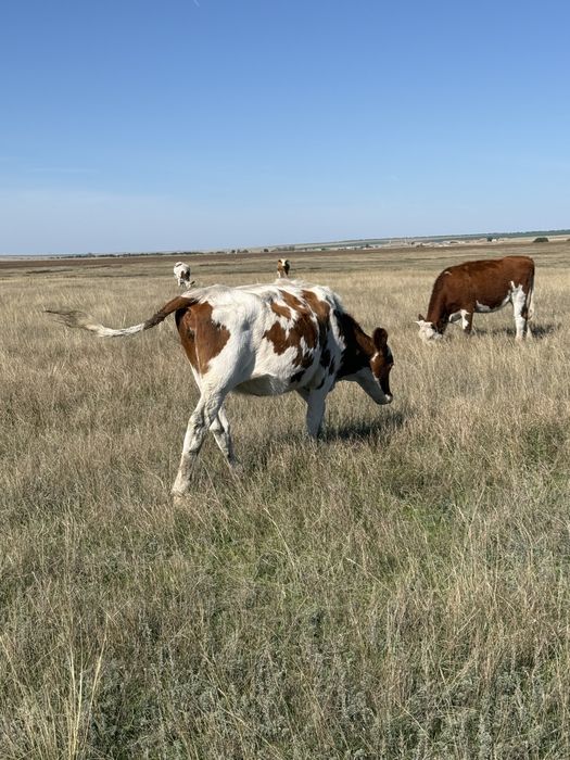 Продам первотёлок стментальской породы.