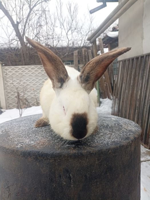 Vând iepuroi uriaș de Transilvania