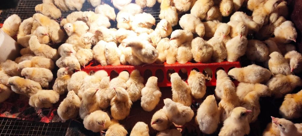 Продам бройлеров на