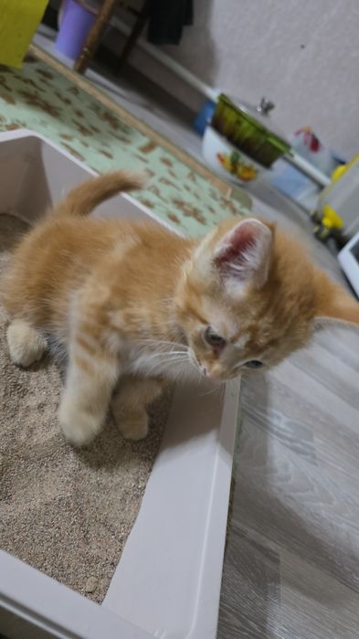 Животные домашние