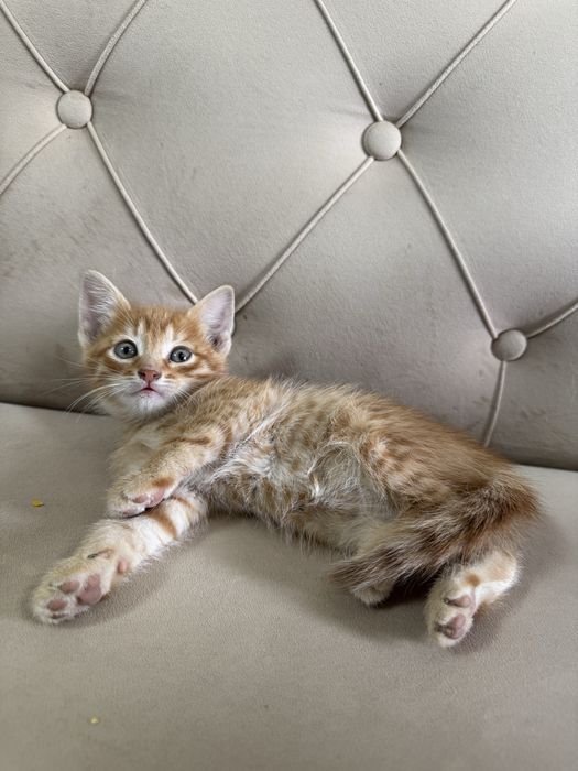 Котята ищут дом
