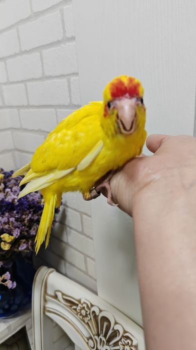 Продаётся птенец попугая Какарика