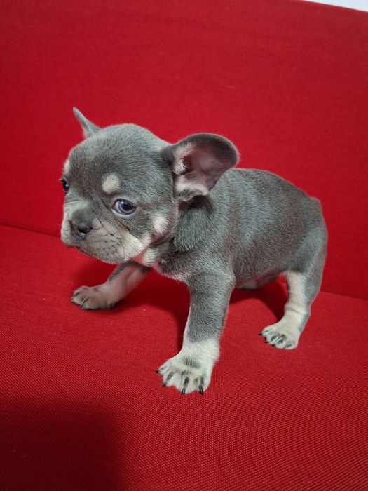 Bulldog francez mascul