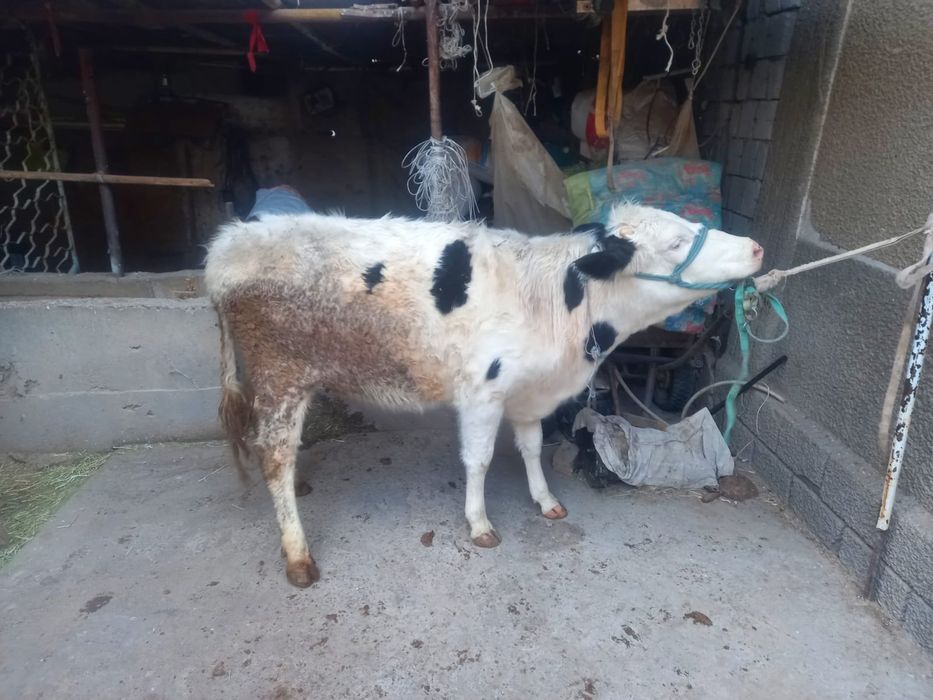 Бұзау сатамын қашар