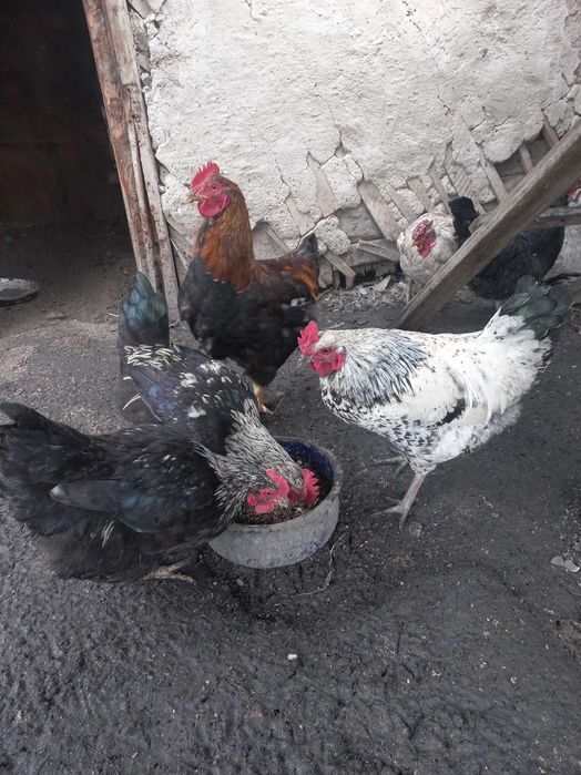 Продаю петухов молодых