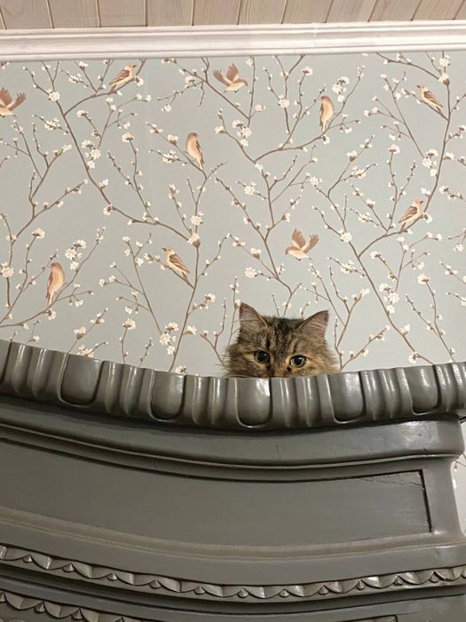 Кошка кошечка ласковая