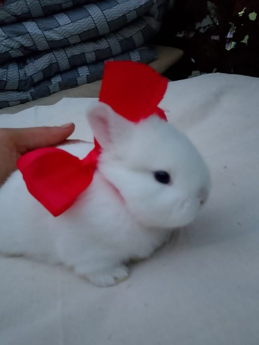 Кролик Декартивный