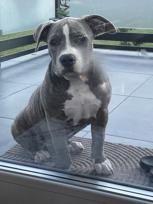 American Bully, femela 4 luni