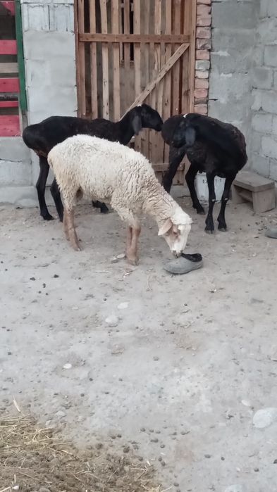 Қошқар сатылады 1 жас