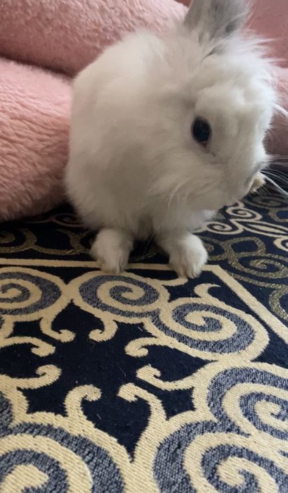 продам декоротивного кролика