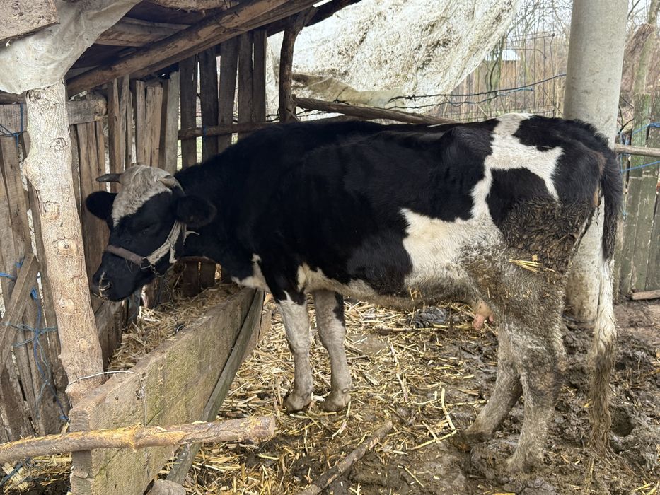 Vand vaca cu lapte varsta 4 ani
