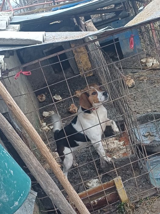 Schimb o perechie de căței bigal cu alte animale