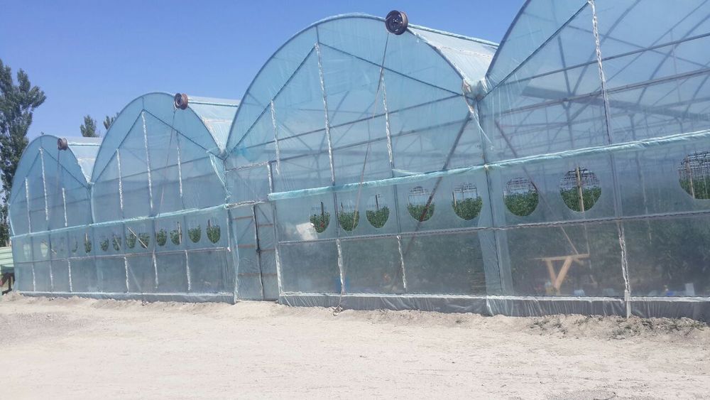 Том навес иссик хона