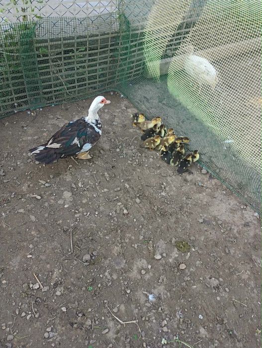 Pui de rată  de vanzare