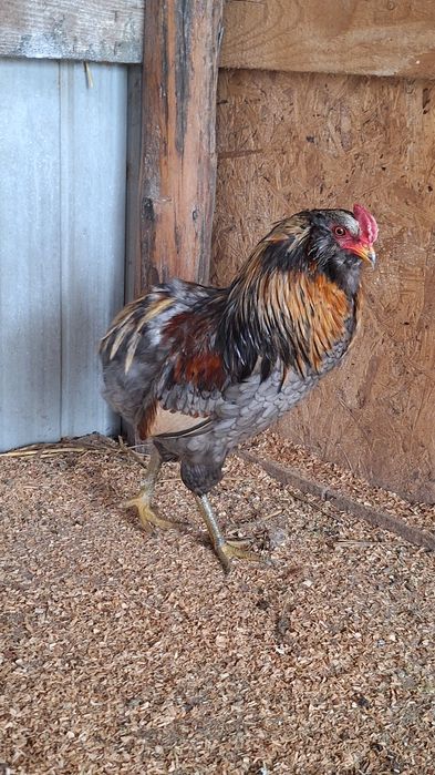 Vand cocosi Araucana