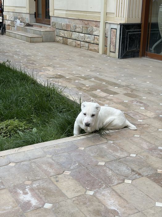 Белый медведь Алаба