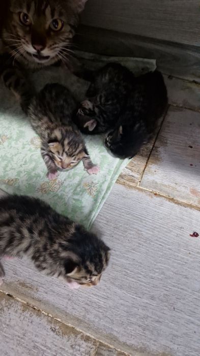 Бенгальские котята